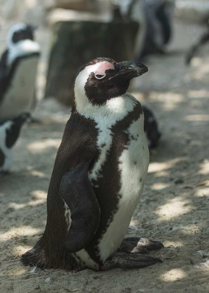 Judging Penguin Portrait