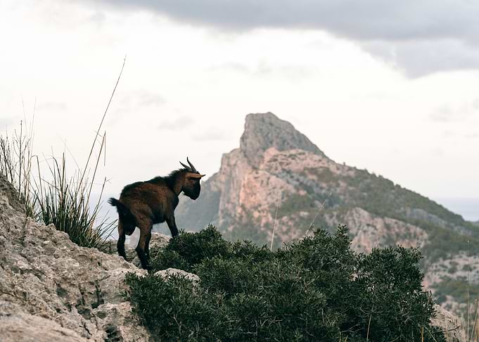 Goat on Mountain Peak