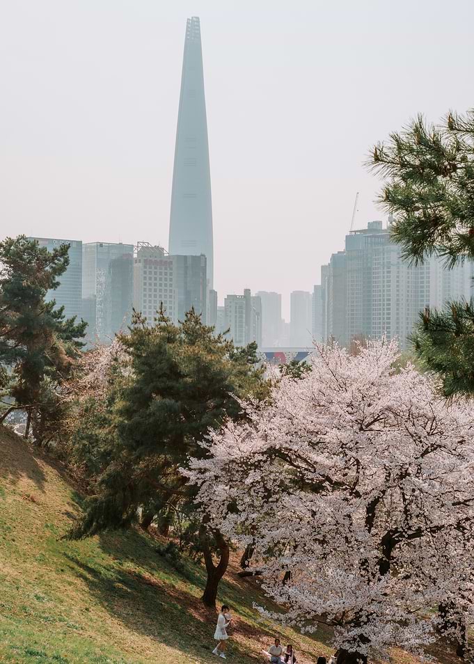 Lotte World Tower Cherry Blossoms in Seoul, South Korea