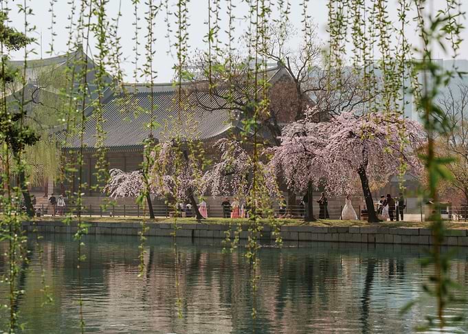 Korean Palace Garden with Cherry Blossoms