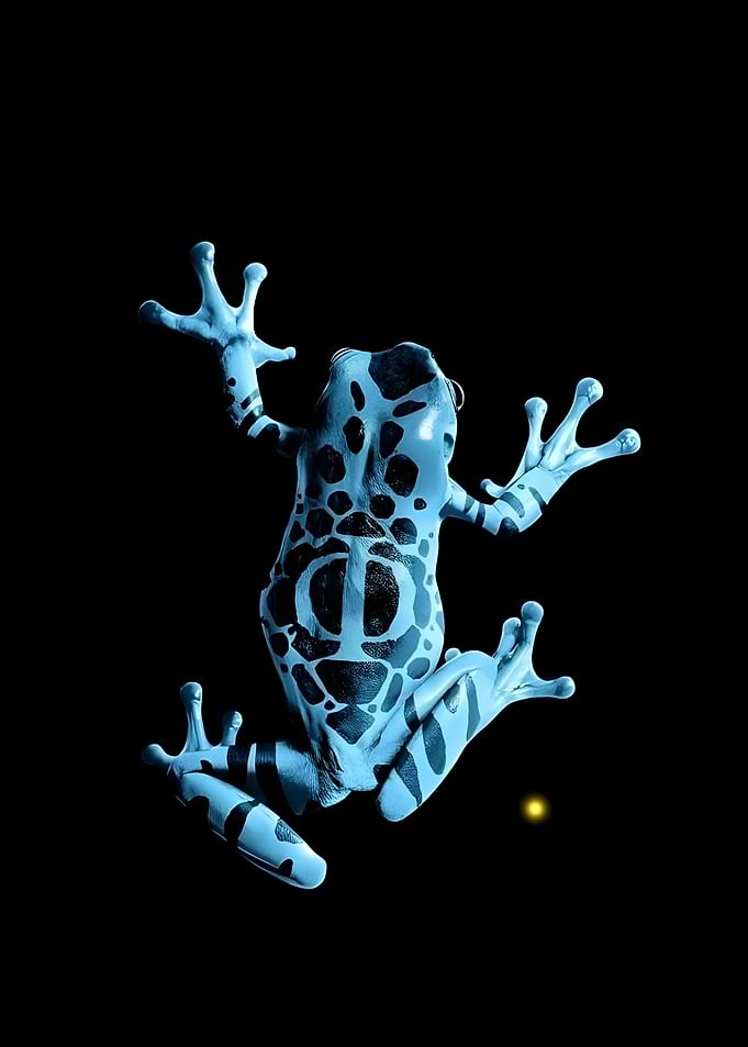 Blue Poison Dart Frog on Black