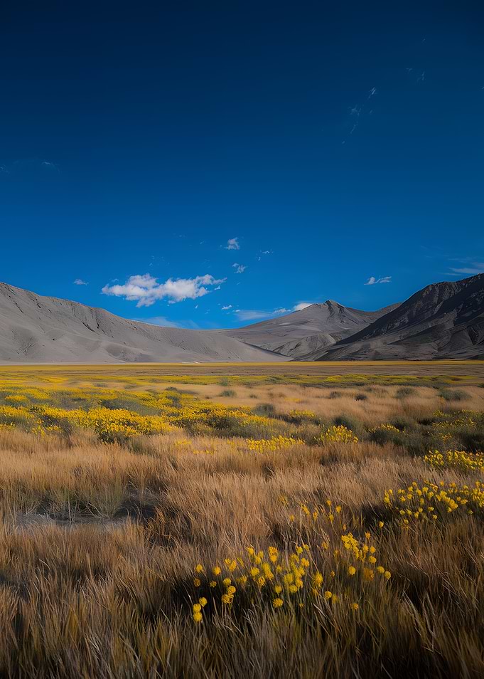 Mountain landscape with yellow flowers
