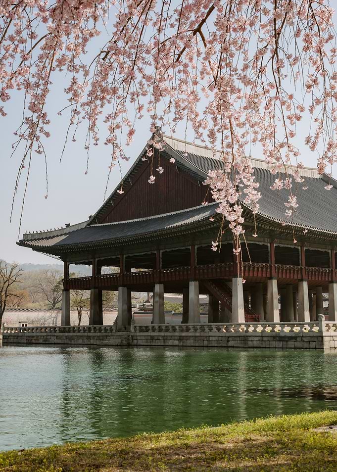 Korean Pavilion with Cherry Blossoms