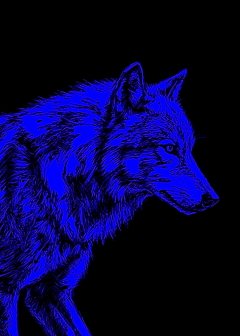 Blue Wolf Illustration on Black background