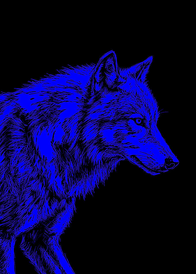 Blue Wolf Illustration on Black background