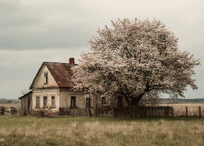 Old House with Blossoming Tree