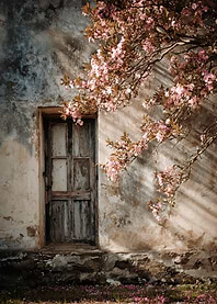 Old Door with Blossoming Tree