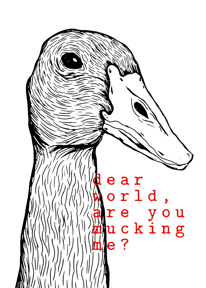 Duck Questioning the World