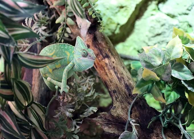 Green Chameleon on Branch