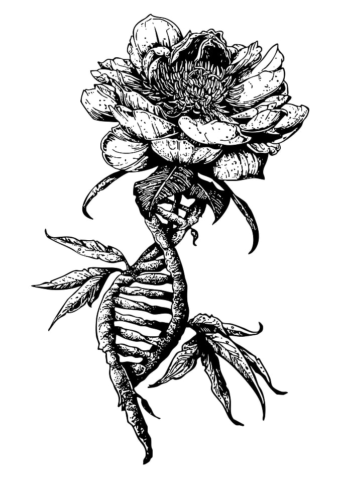 DNA and Flower Blackwork Illustration
