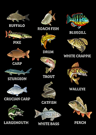 Freshwater Fish Species Poster, Realistic Fish Wall Art, Educational Aquarium Print