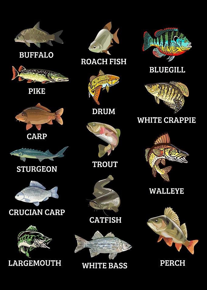 Freshwater Fish Species Poster, Realistic Fish Wall Art, Educational Aquarium Print