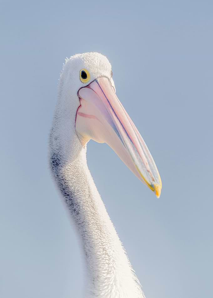 Pelican Portrait Against Blue Sky