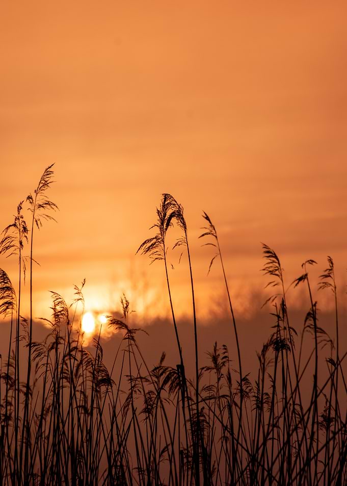 Sunset Through Tall Grass Silhouette