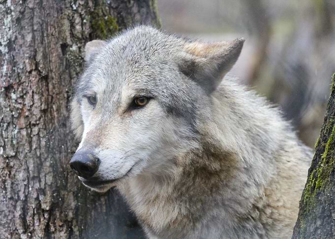 Gray Wolf Portrait