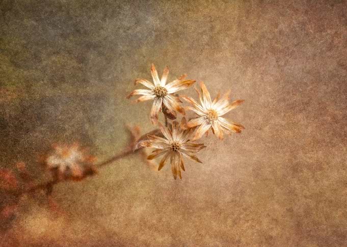 Dried Flowers on Textured Background