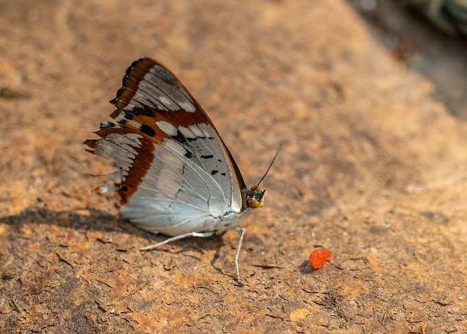 Butterfly on Rock