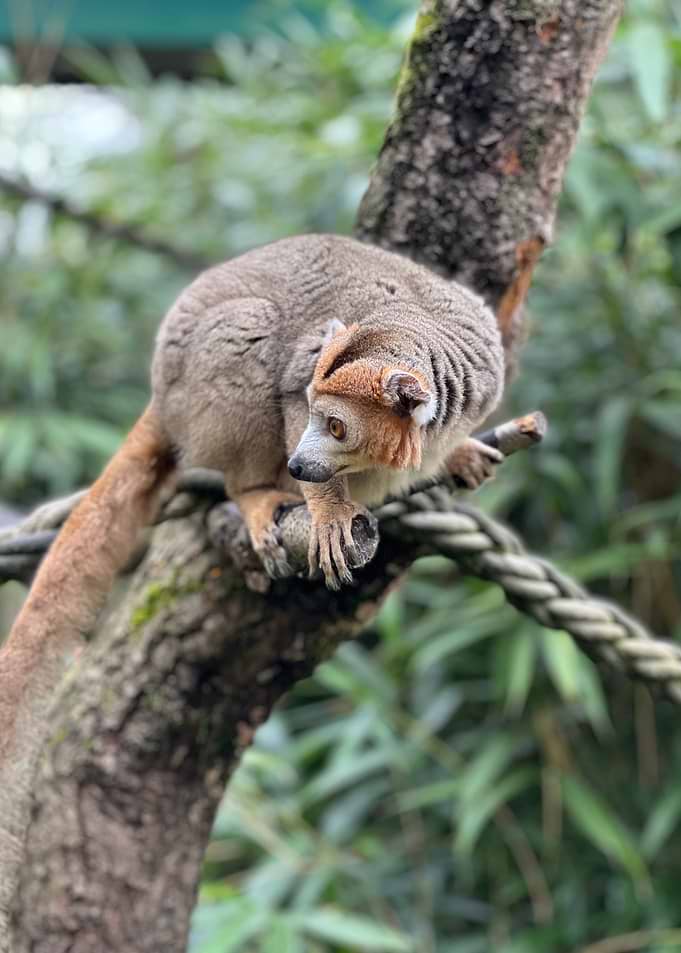 Crowned Lemur on a Tree Branch