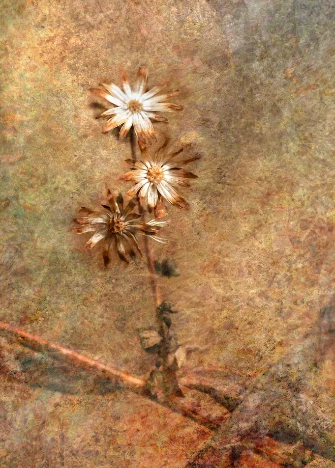Textured Floral Still Life