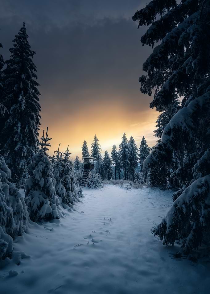Winter forest with hunting tower