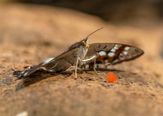 Butterfly on Rock with Orange Object