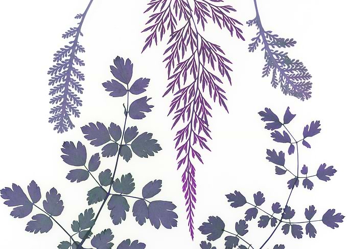 Botanical Purple Leaves on White Background