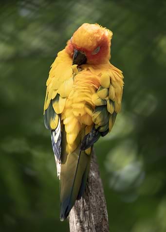 Sleeping Sun Conure Parrot Portrait