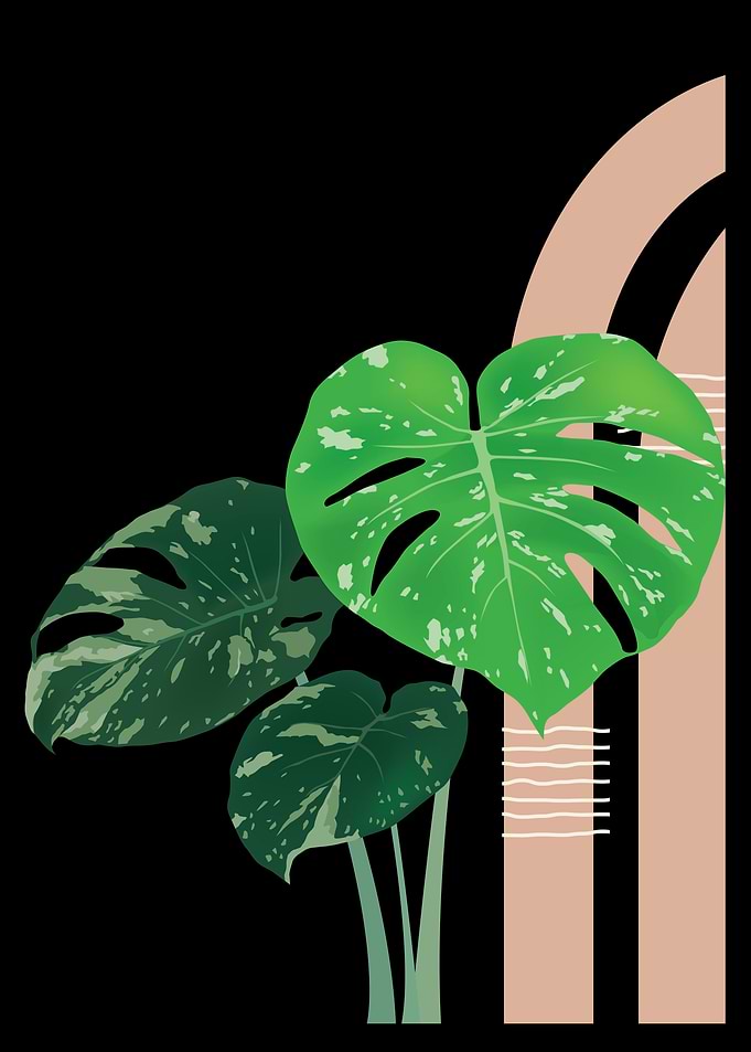 Monstera Plant with Abstract Background