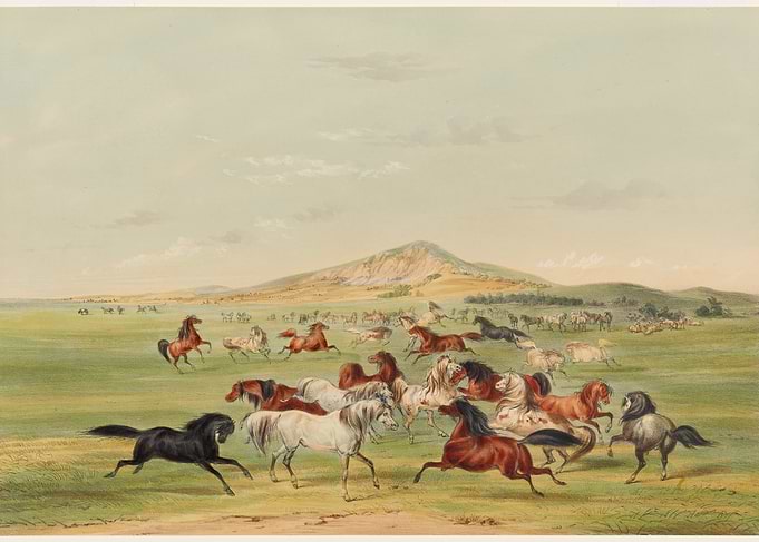 Wild Horses Running Across the Plains