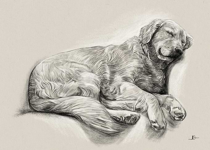 Sleeping Golden Retriever Pencil Drawing