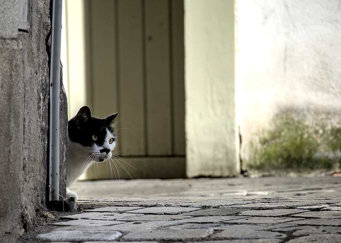 petit chat dans la rue