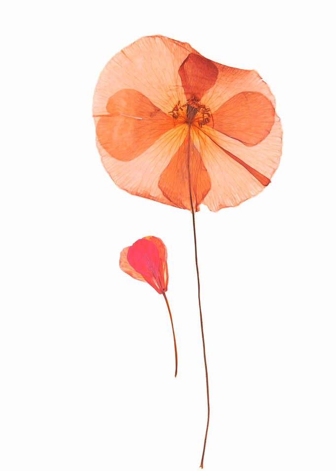 Pressed Flower Art