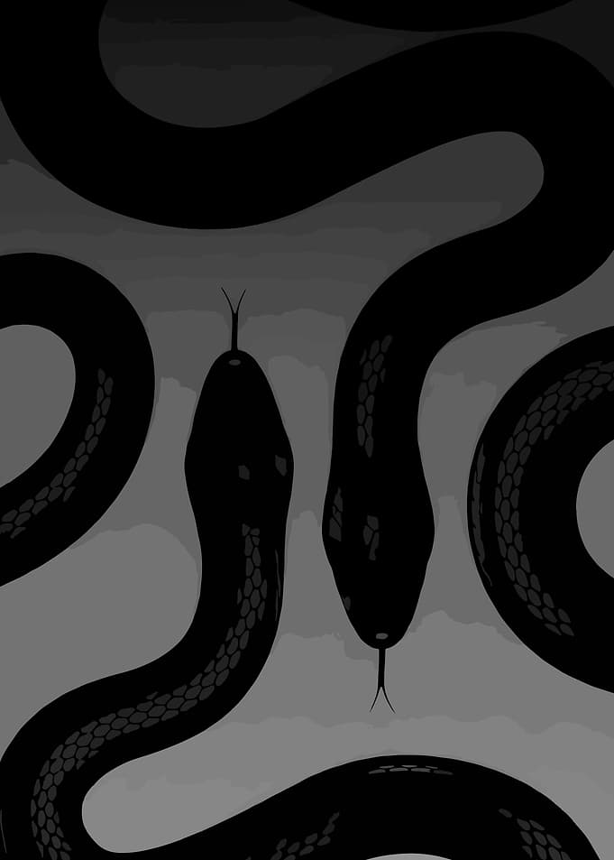 Two Black Snakes