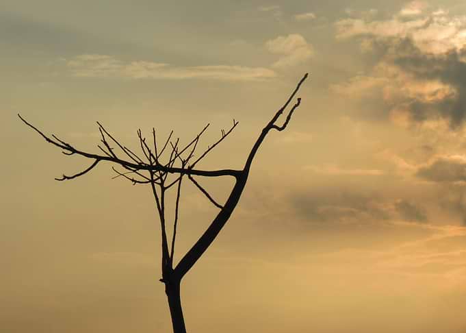 Silhouette of a tree at sunset