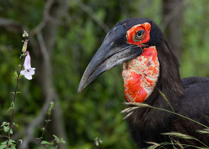 Ground Hornbill with Flower