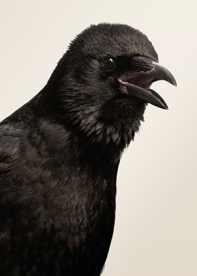 Close-up of a Black Crow