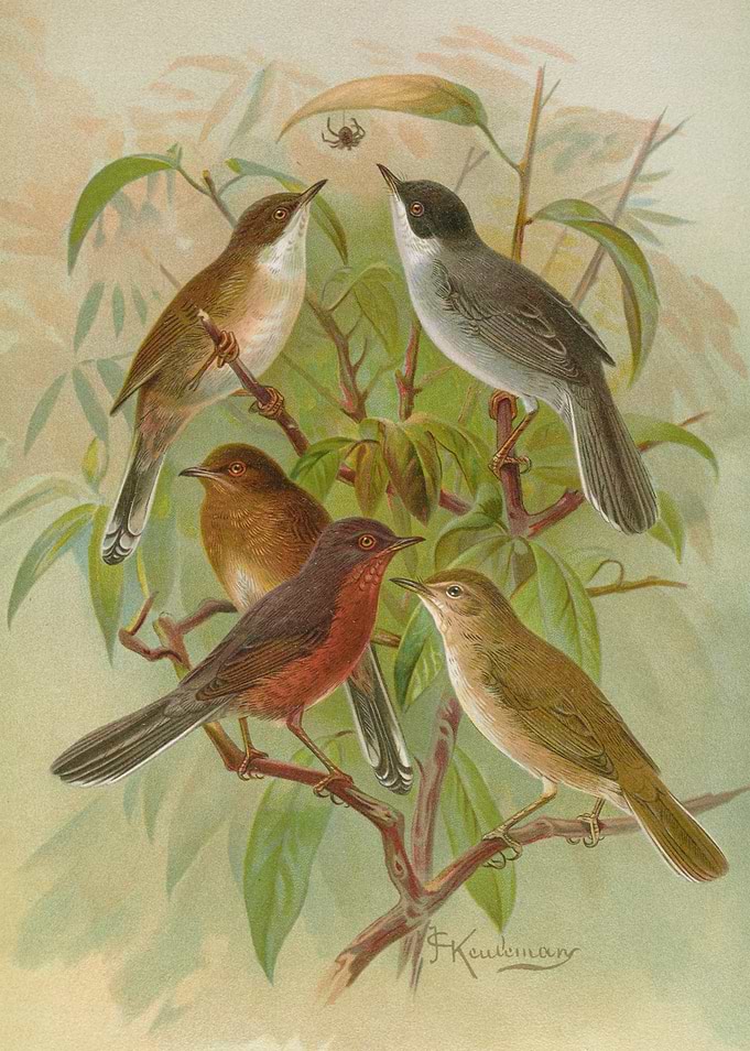 Vintage Bird Illustration with Spider