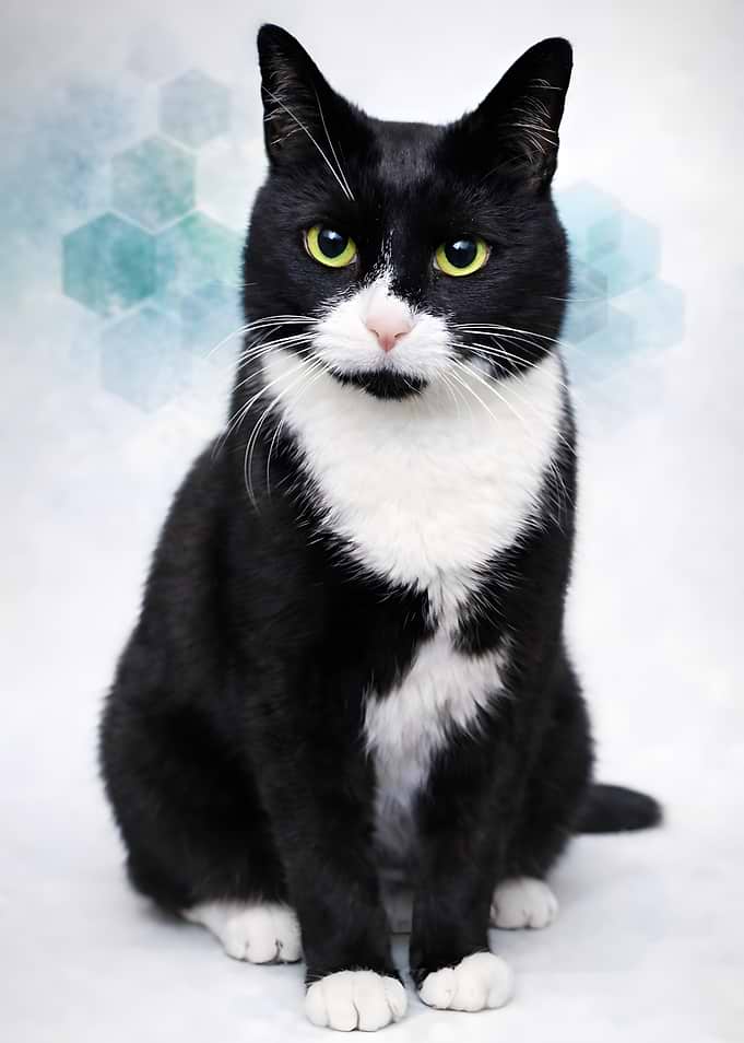Tuxedo Cat Portrait