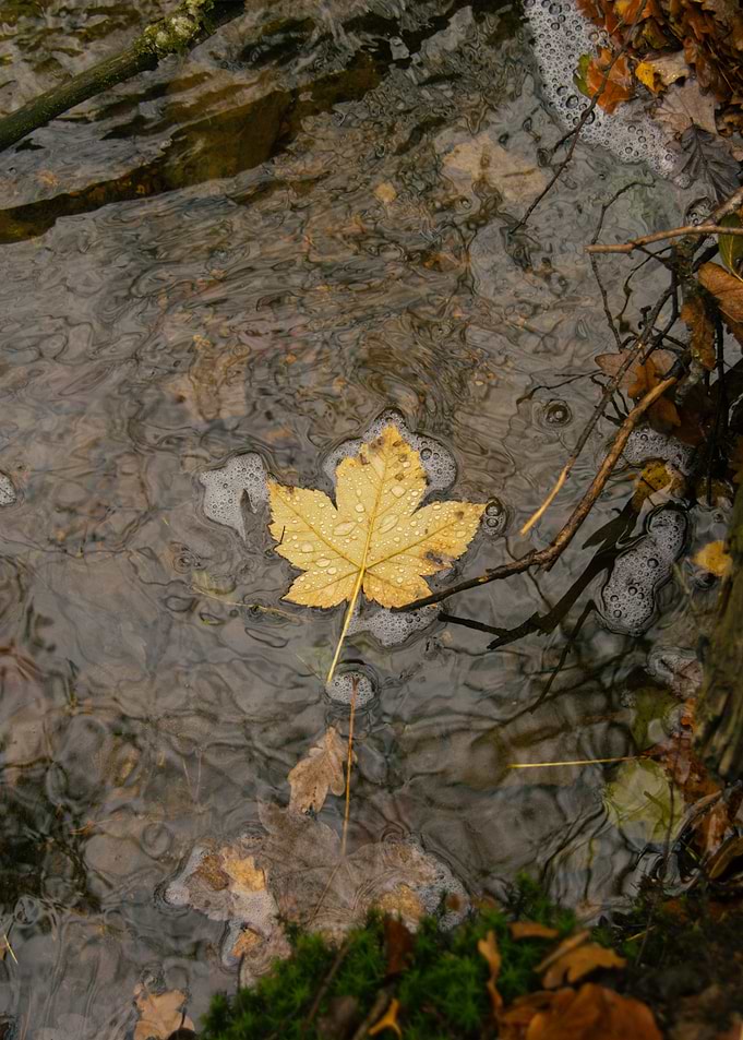 Autumn Leaf Floating in Stream