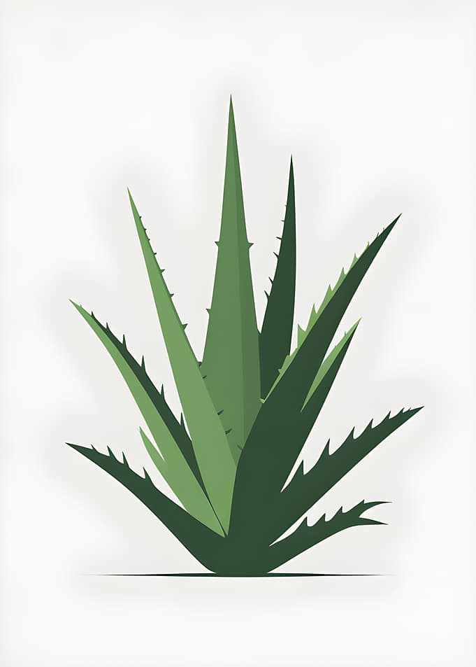 Aloe Vera Plant Illustration