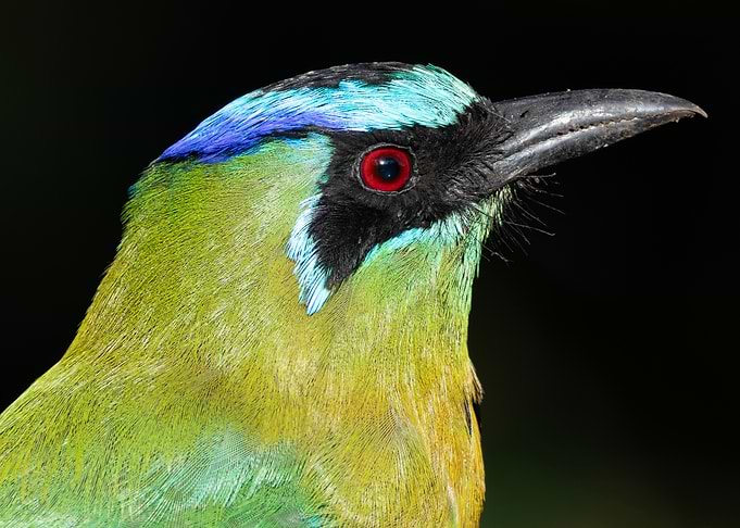 Colorful Motmot Portrait