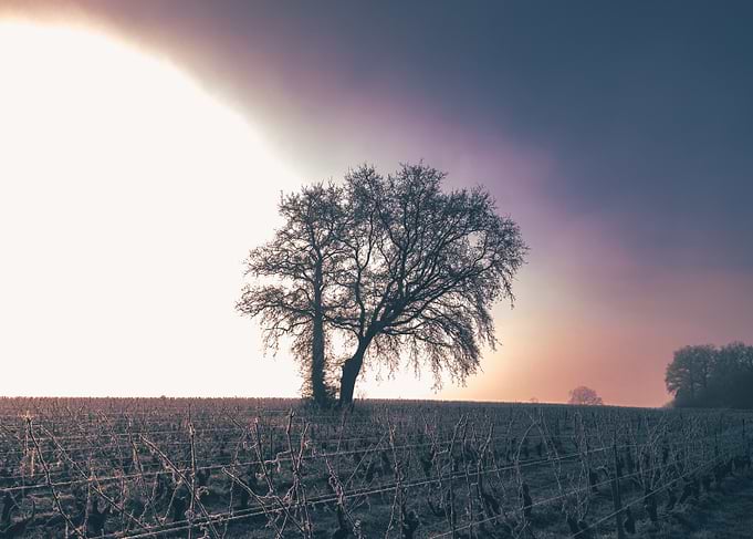 Paysage hivernal du vignoble
