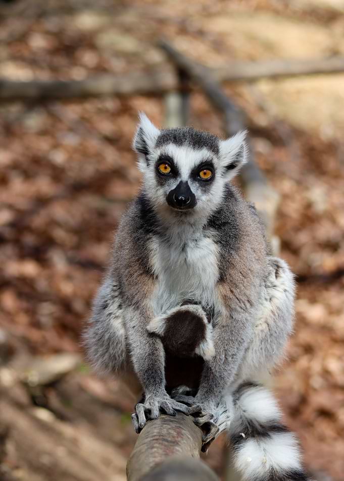 Ring-tailed Lemur Portrait