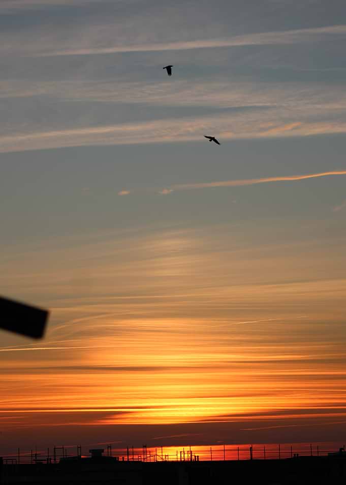 Sunset with Birds in Flight