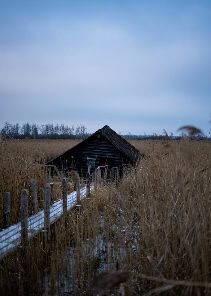 Cabin in the Reeds