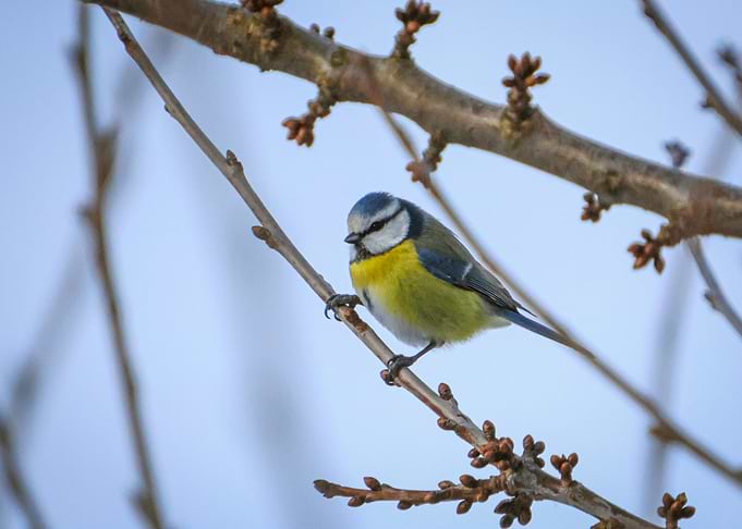 Blue Tit Bird on Branch
