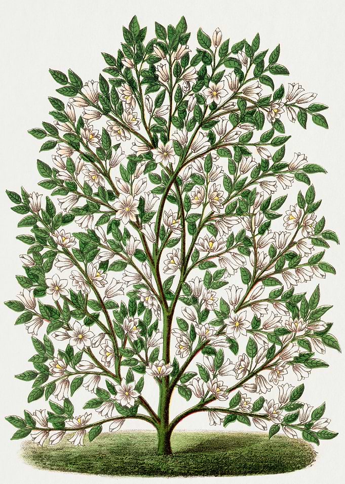 Flowering Tree Vintage Illustration