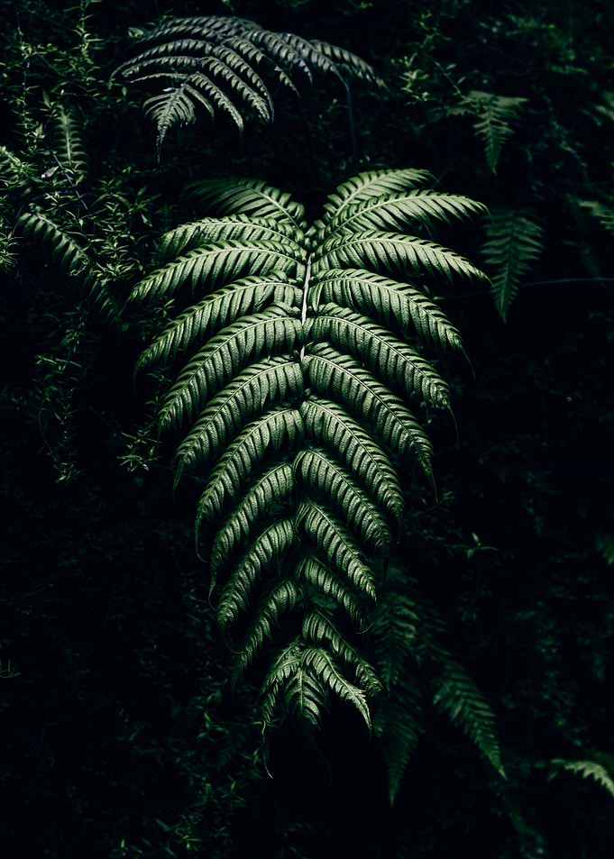 Ferns in Dark Green Forest