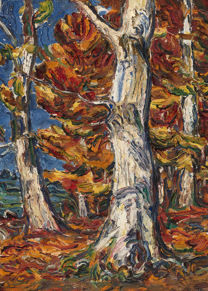 White Beeches in Fall