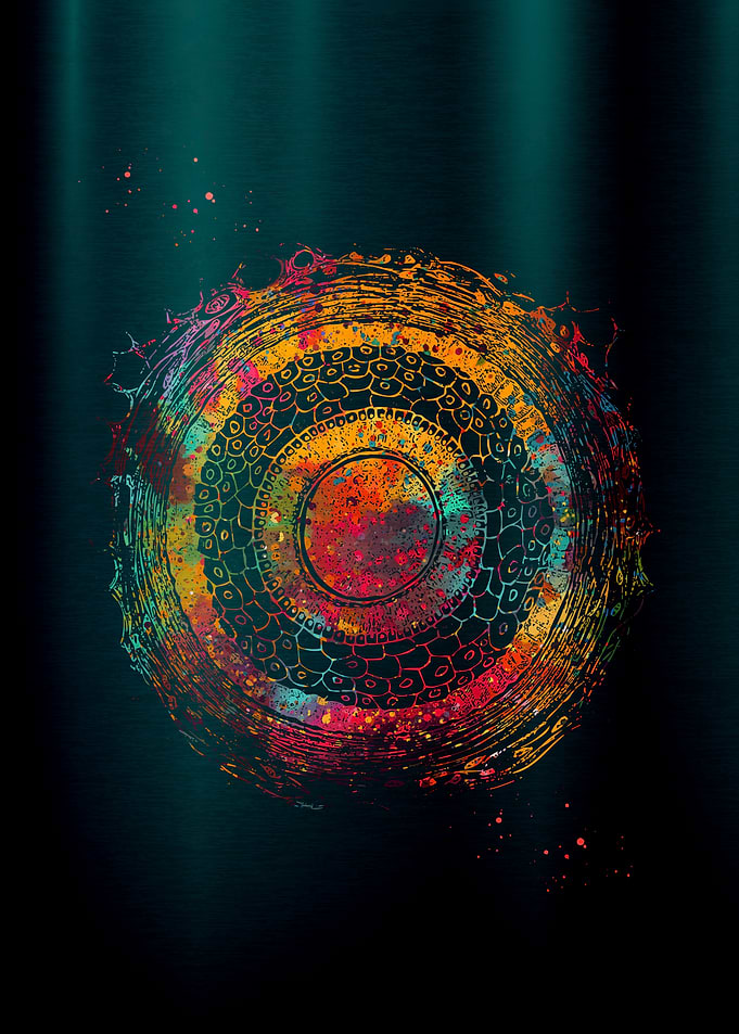 Colorful Cross Section of Human Hair Anatomy Art